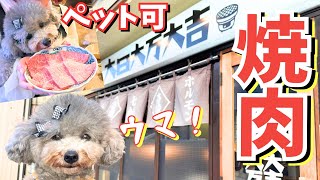 犬と行ける七輪焼肉ができるお店でバアバの誕生日会したら愛犬がお肉のとりこになりました🐩🥩【大日大万大吉】㏌大阪守口