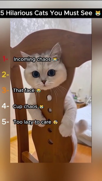 You Won T Believe What These 5 Cats Did Funniest Cat Moments Ever