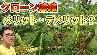 栽培者が教える『増やし方』！栄養繁殖のメリット・デメリット【7分で理解！】