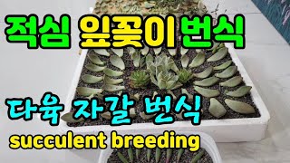 다육 잎꽂이번식 쉬운 적심 다육 번식하기 succulent breeding