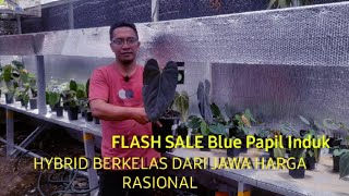 Flash Sale 2 Nov 23 Anthurium koleksian ada Blue Papil Ori, HU Ori, Papil Werkudara, Papil Naomi dll