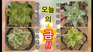 [판매완료](8월 12일) 예쁜아이들 많아요^^ 마리아금/엘크혼금/에보니금/곰마리아금 다육식물succulent plant, 多肉植物