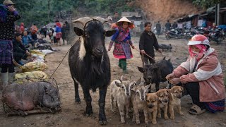 NORTHWEST YEAR-END MARKET - COC LY | Mountain Goat Market, Pig Carrying Under The Armpit