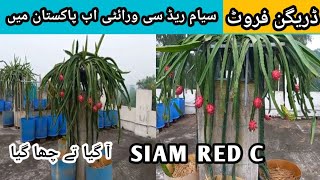 Dragon Fruit farming in pakistan/variety siam red c/agriculture info