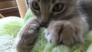 【もみちゅ大音量】すごい恰好でもみもみちゅっちゅする子猫-【ふみふみ猫ミレイ】