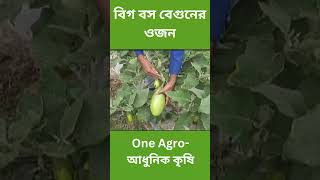 #oneagro বিগবস বেগুনের ওজন  #agriculture #farming #modernagricuture #gardening #কৃষি #krishi