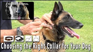 Choosing the Right Collar for Your Dog - Robert Cabral Dog Training