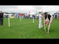 dumfries show 2022.holstein heifer in milk class