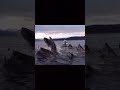 Whale jumps out of nowhere during sight seeing tour