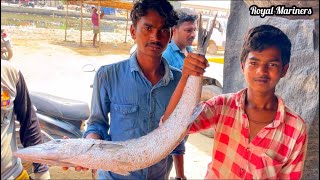 Barracuda Fish Cutting Skills|Hutson Thoothukudi|South Indian Fish market|#royalmariners