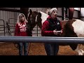 volunteer training 4 horses