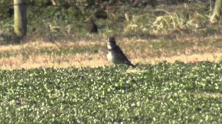 渡り鳥？新種の鳥？なんだろうかこの鳥は