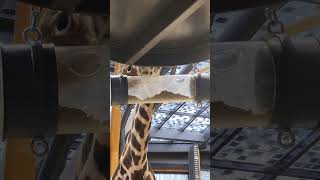 Giraffe's Hilarious Treat Tongue Trick 🦒 #FunnyGiraffe #WildlifeMoments #AnimalFun