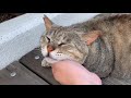 【猫・cat】甘え上手なぶーちゃん 8分ノーカット 可愛い野良猫と遊ぶよ　japanese stray cat impressed uncut he is good at being spoiled