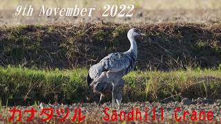 9th November  2022    Sandhill Crane　沙丘鶴　カナダヅル　採餌と小競り合い　滋賀県