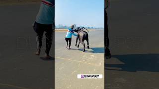 Jhota full marod me #jhotalover #jhota #viralvideo #jhotarace #jhotaracenew #animals #trending