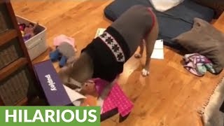 Ecstatic dog can't contain happiness for gift box