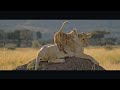 karibu nyumbani welcome to my home maasai mara wildlife film