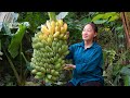 Hien is sick, Banana harvesting bucket, Go to the market to sell alone