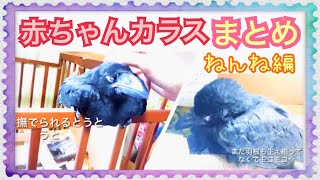 【まとめ】 かわいすぎる子ガラスのうとうと、熟睡、寝言など 【カラスのハッピー】