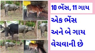 1 બન્ની ભેંસ, 2 ગાય // 1 ગાય 10,000 હજારના ભાવથી વેચવાની છે // એમ કુલ ત્રણ પશુ વેચવાના છે // 8 ગાય