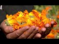 Calendulas brighten outlook for Egypt's farmers | REUTERS