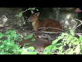 野生山羌夜闖「女生宿舍」〜身份比對竟是「專情歐巴」！wild male reeves s muntjac caught in the zoo