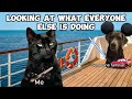 cat memes the cruise begins first hour compilation