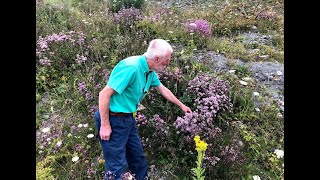 Marjoram and Wild Thyme with John Feehan in July, Wildflowers of Offaly series