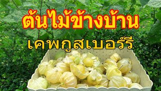 ต้นไม้ข้างบ้าน... ตอน ต้นเคพกูสเบอร์รี่  (Cape Gooseberry)ผลไม้มากคุณค่า มาจากนอก /เกษตรอินทรีย์