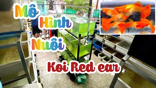 Mô hình NHỎ nuôi RED EAR CỰC KỲ HIỆU QUẢ và THU NHẬP TỐT