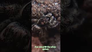 එයා හොදටම බය වෙලා#animals #flowers #love #cute #spiderman