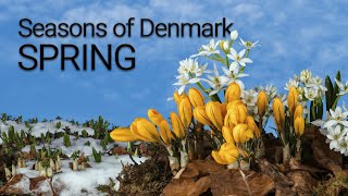 Seasons of Denmark - Spring (a timelapse film from Skjoldungernes Land National Park on Zealand)