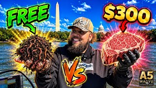 Cheap bait vs Expensive bait Challenge