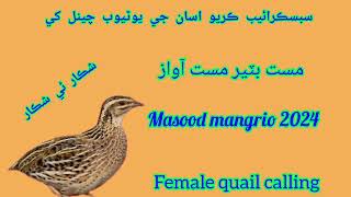 female quail calling female batair ka awaz 2024 Masood mangrio 2024 #foryou #quail Madi batair ka