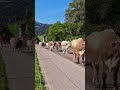 cattle drive urnäsch switzerland alpabzug appenzellerland 2023🇨🇭 🐄 😎