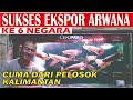 EKSPOR ARWANA SUPER RED KE 6 NEGARA CUMA DARI PELOSOK TERPENCIL DI PINGGIR SUNGAI