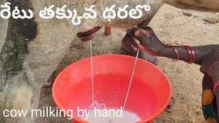 రేటు తక్కువ థరలొ పాలు పిండే ఆవు hf cow milking by hand