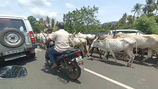 cumbam മേയാനായി കൊണ്ടുപോവുന്ന കാളകൾ അടുത്ത സ്തലത്തേക്ക് കമ്പം ടൗണിലൂടെ വിരണ്ട് ഓടുന്ന മനോഹരമായ കാഴ്ച