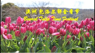 春天，走入郁金香花海，留下最美回忆！ 《包洛尔的郁金香节(Bowral Tulip Time Festival)》 (澳洲 悉尼, Australia Sydney)