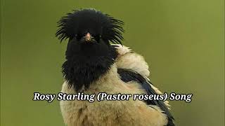 Rosy Starling Song  Rosy Starling Sound  Rosy Starling Singing  Rosy Starling Call