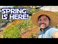BIG Spring Planting (Tomatoes and More!) + 2 Week Update