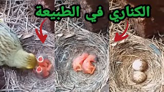 شاهد روبورتاج حياة طيور الكناري في البرية (الطبيعة) بجودة عالية HD ..........| سبحان الله 😍