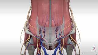 Abordaje anterior Acetabulo