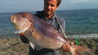 Extreme Shore Angling for Dentex (Synagrides)