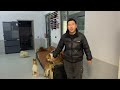 2024 11 29 xiaoxu s mountain life with dogs 感谢许多好心人一起帮忙筹集的粮食，短短一个月时间一共筹集了6000斤狗粮。