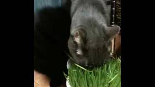 猫草むっしゃむっしゃ