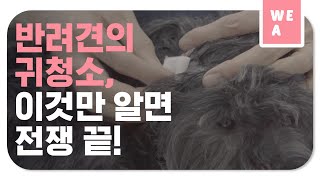 반려견의 귀청소, 이것만 알면 전쟁 끝! [위아 2화]