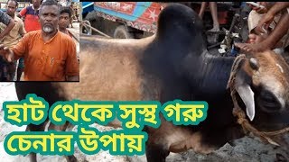 হাট থেকে সুস্থ সবল গরু চিনে কেনার উপায় জেনে নিন।