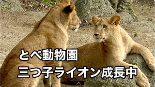 三つ仔ライオン　つくしくん、アネちゃん、モネちゃん、スクスクと成長中です【とべ動物園】Lion Tobe Zoo